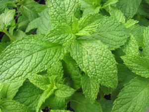 mint leave to remove dark circles at home